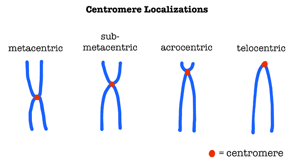 centromere_localization