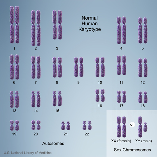 normalkaryotype